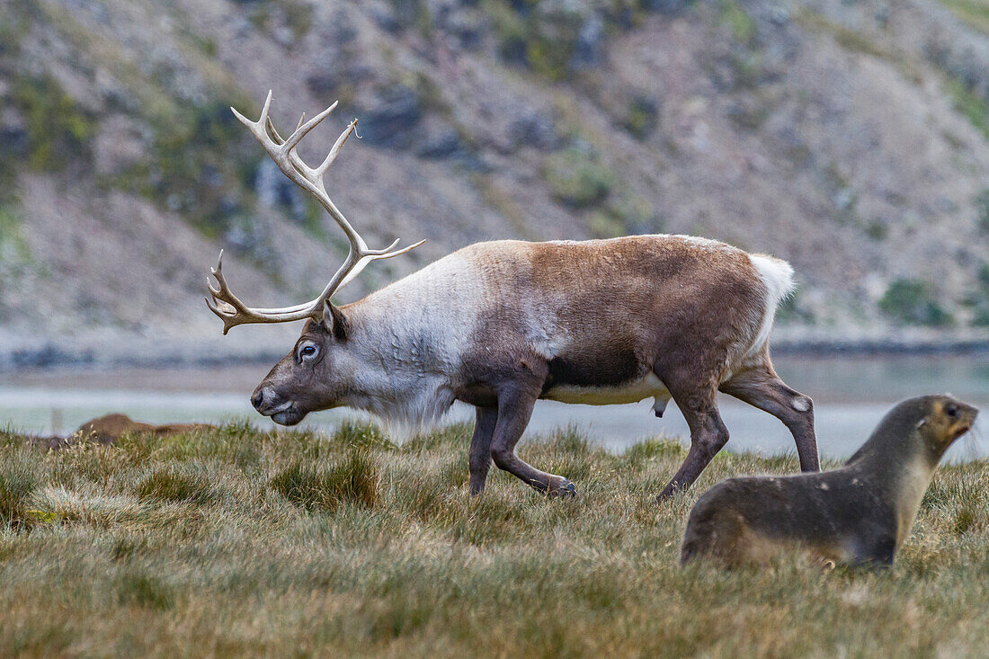 An adult bull introduced reindeer (Rangifer tarandus) before eradication in Stromness Bay, South Georgia, Polar Regions