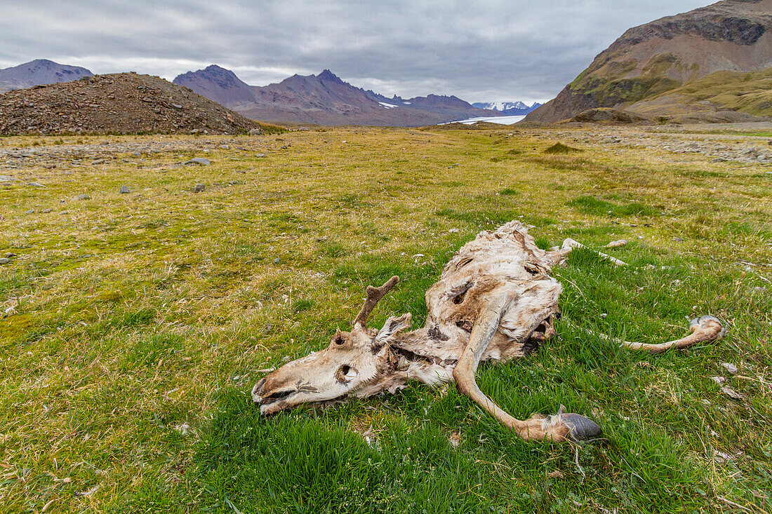 Der Kadaver eines ausgerotteten Rentiers (Rangifer tarandus) in der Fortuna-Bucht,Südgeorgien,Polargebiete