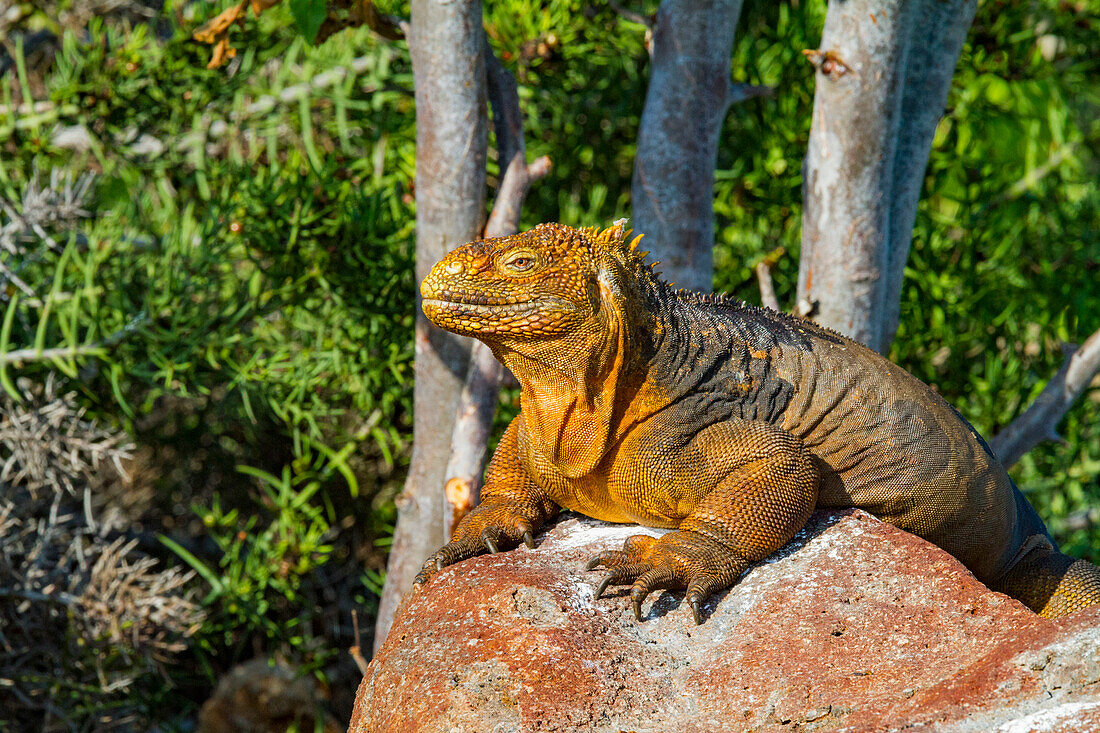 The very colorful Galapagos land iguana (Conolophus subcristatus) in the Galapagos Island Archipelago, UNESCO World Heritage Site, Ecuador, South America