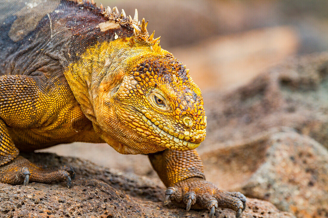 The very colorful Galapagos land iguana (Conolophus subcristatus) in the Galapagos Island Archipelago, UNESCO World Heritage Site, Ecuador, South America