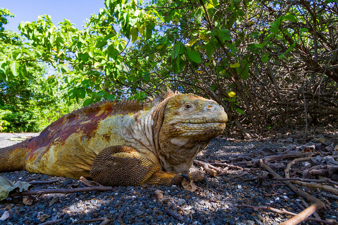 The very colorful Galapagos land iguana (Conolophus subcristatus) in the Galapagos Island Archipelago, UNESCO World Heritage Site, Ecuador, South America