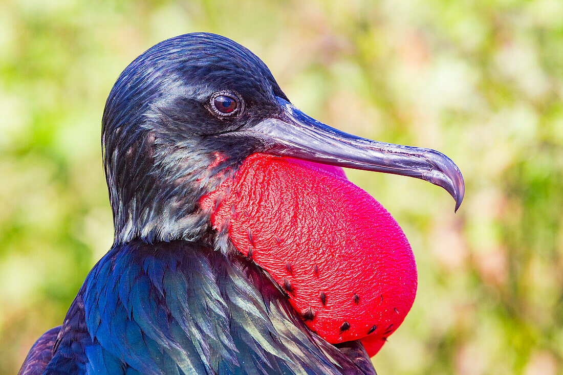 Male Great frigatebird (Fregata minor) in breeding plumage with red gular pouch, on North Seymour Island, Galapagos Islands, UNESCO World Heritage Site, Ecaudor, South America