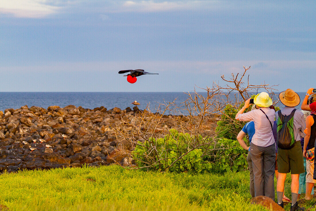 Männlicher Fregattvogel (Fregata minor) im Brutkleid mit rotem Kehlsack,auf der Nord-Seymour-Insel,Galapagos-Inseln,UNESCO-Weltnaturerbe,Ecaudor,Südamerika