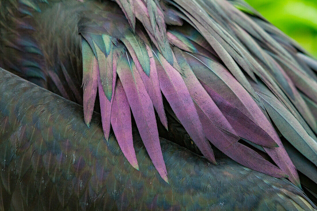 Männlicher Fregattvogel (Fregata minor) im Brutkleid mit grünlich-metallischem Glanz im Gefieder,auf der Nord-Seymour-Insel,Galapagos-Inseln,UNESCO-Weltnaturerbe,Ecuador,Südamerika