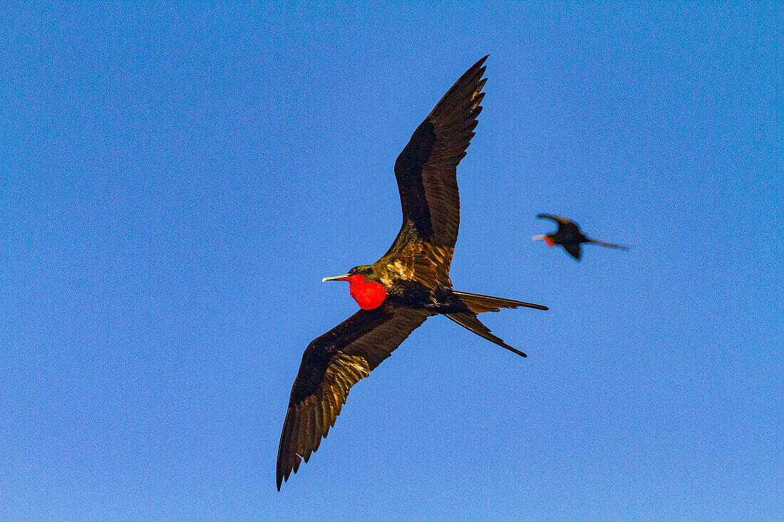 Great frigatebirds (Fregata minor) in flight on Genovesa (Tower) Island, in the Galapagos Island Archipelago, UNESCO World Heritage Site, Ecuador, South America