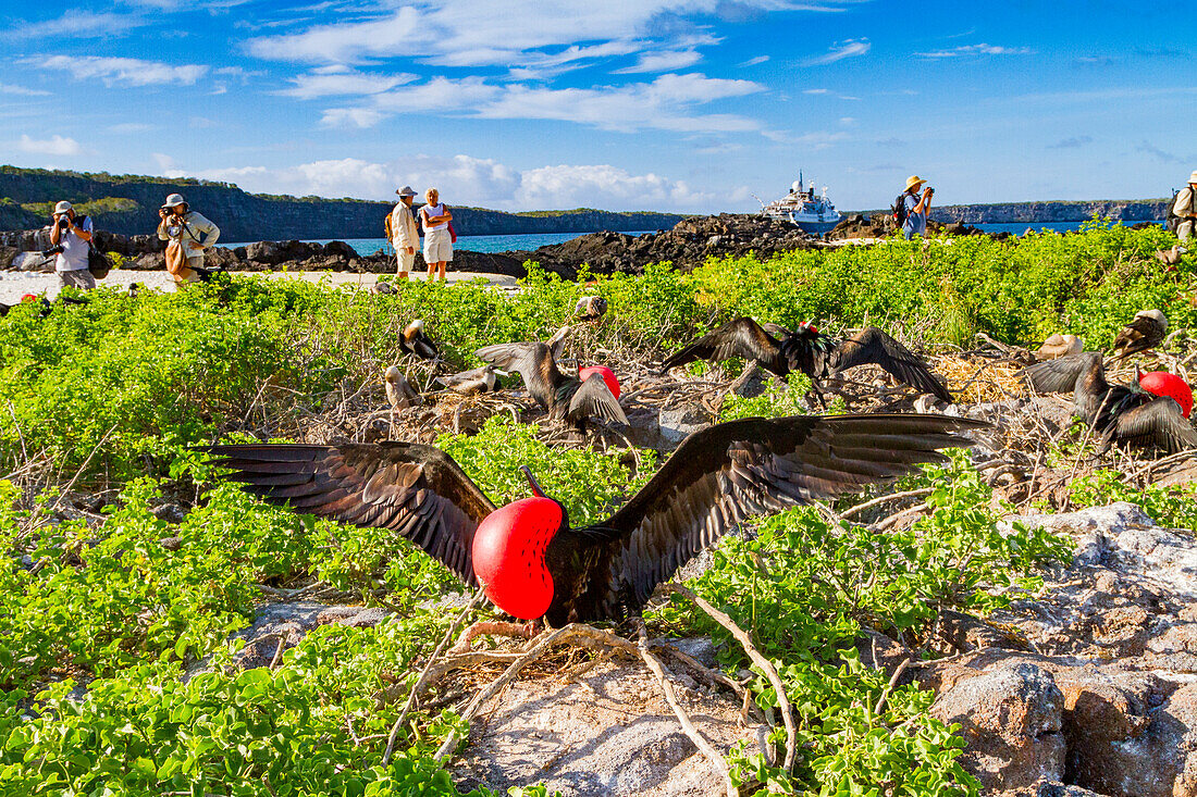 Männlicher Fregattvogel (Fregata minor) im Brutkleid mit roter Gürteltasche auf der Insel Genovesa (Tower),Galapagos-Inseln,UNESCO-Weltnaturerbe,Ecuador,Südamerika