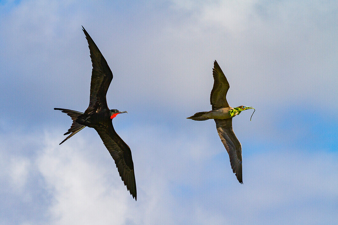 Male Great frigatebird (Fregata minor) trying to steal nesting material from a red-footed booby, Galapagos, UNESCO World Heritage Site, Ecuador, South America