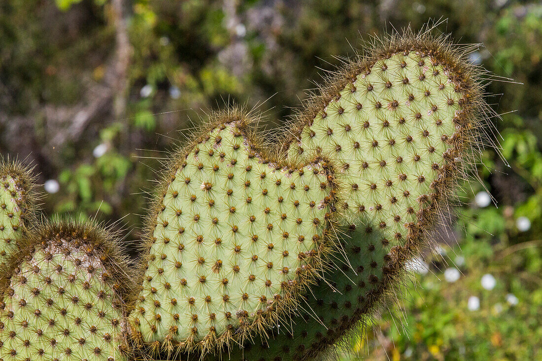 Der endemische Opuntia-Kaktus (Opuntia echios) wächst im Galapagos-Inselarchipel,UNESCO-Welterbe,Ecuador,Südamerika