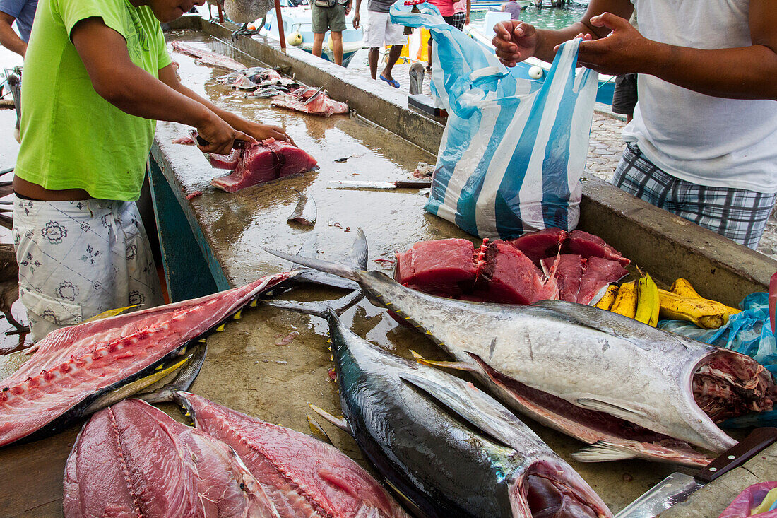 Szene des Fischmarktes in der Hafenstadt Puerto Ayora,Insel Santa Cruz,Galapagos-Inseln,UNESCO-Welterbe,Ecuador,Südamerika