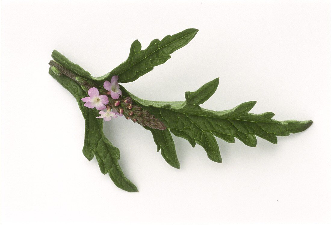 Eisenkraut (Verbena officinalis), Blüte auf einem Blatt