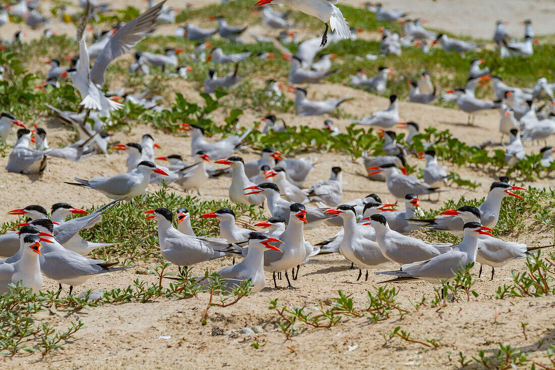 Raubseeschwalbe (Hydroprogne caspia) in der Brutkolonie auf der Ile des Oiseaux im Parc National du Delta du Saloum,UNESCO-Weltnaturerbe,Senegal,Westafrika,Afrika