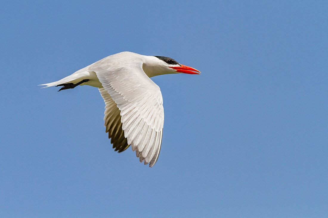 Raubseeschwalbe (Hydroprogne caspia) in der Brutkolonie auf der Ile des Oiseaux im Parc National du Delta du Saloum,UNESCO-Weltnaturerbe,Senegal,Westafrika,Afrika