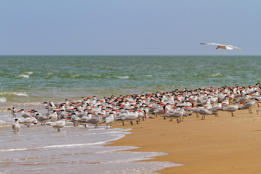 Raubseeschwalbe (Hydroprogne caspia) in der Brutkolonie auf der Ile des Oiseaux im Parc National du Delta du Saloum,UNESCO-Welterbe,Senegal,Westafrika,Afrika