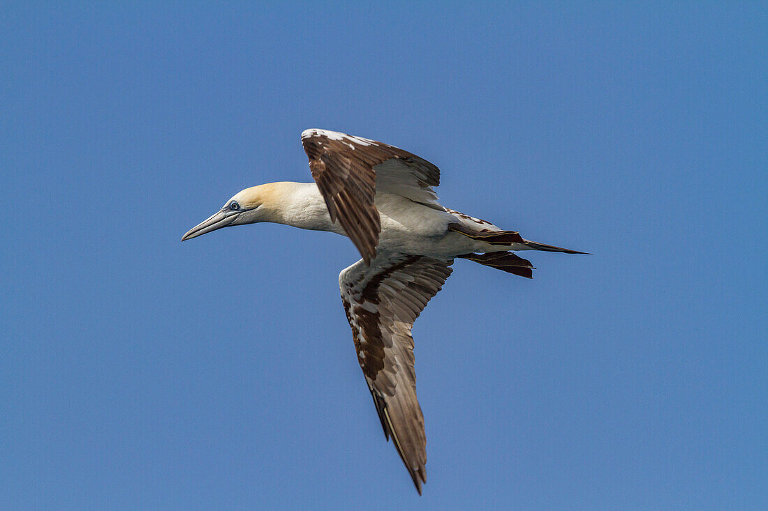 Young northern gannet (Morus bassanus) in flight near Ile des Oiseaux in the Parc National du Delta du Saloum, UNESCO World Heritage Site, Senegal, West Africa, Africa