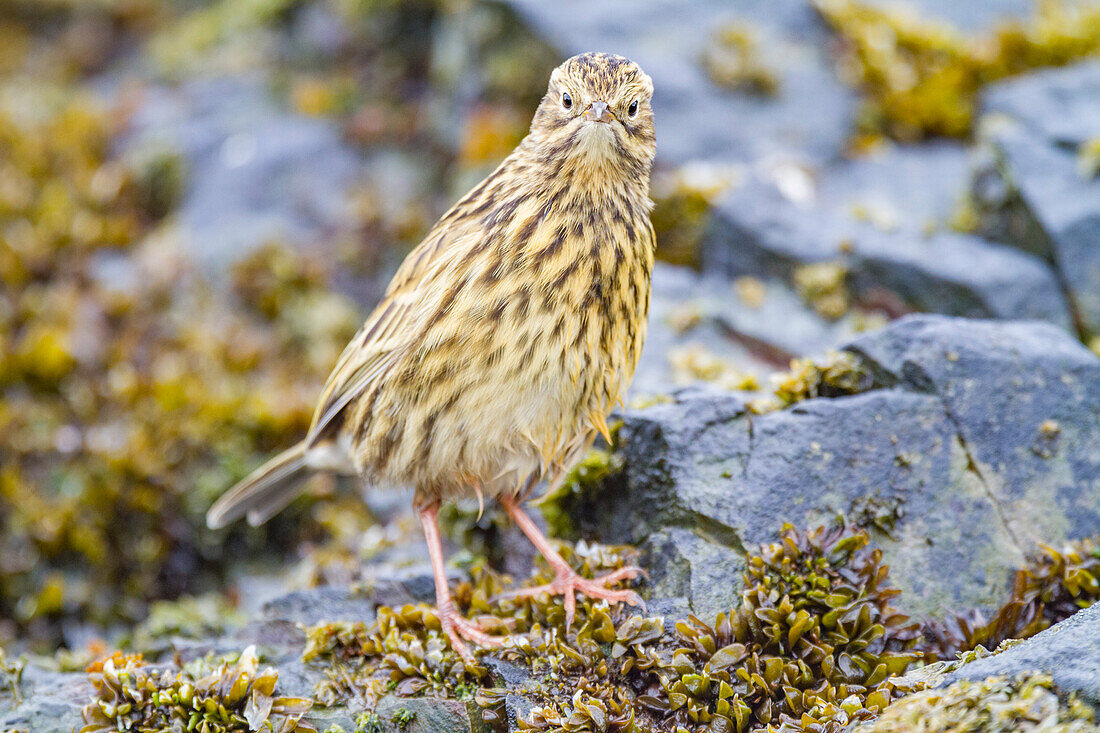 Adult South Georgia Pipit (Anthus antarcticus) feeding at low tide on Prion Island, Bay of Isles, South Georgia, Polar Regions