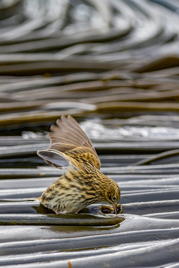 Adult South Georgia Pipit (Anthus antarcticus) feeding at low tide on Prion Island, Bay of Isles, South Georgia, Polar Regions