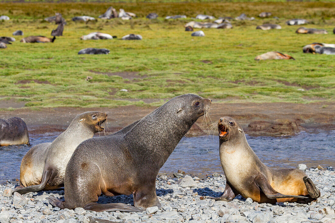 Antarctic fur seal male and female (Arctocephalus gazella) at Stromness Bay on South Georgia, Polar Regions