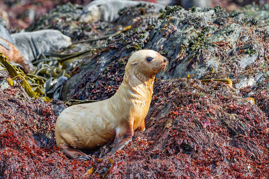 Leucistic caused by lack of melanin, or blond Antarctic fur seal pup (Arctocephalus gazella) on South Georgia, Southern Ocean, Polar Regions