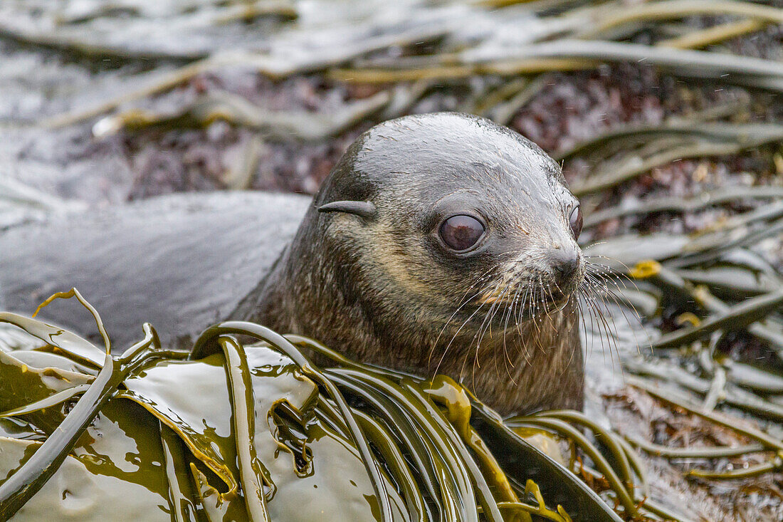 Antarctic fur seal pup (Arctocephalus gazella) playing in the kelp on Prion Island in the Bay of Isles on South Georgia, Polar Regions