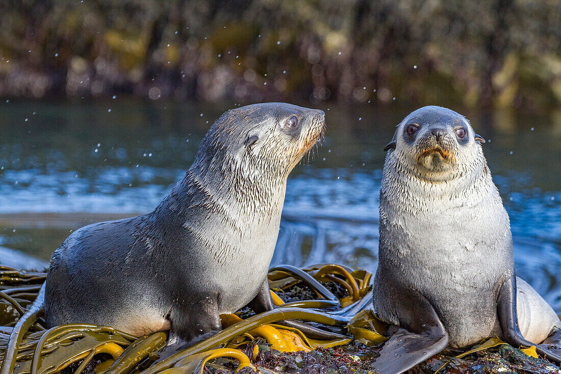 Antarctic fur seal pups (Arctocephalus gazella) playing in the kelp on Prion Island in the Bay of Isles on South Georgia, Polar Regions