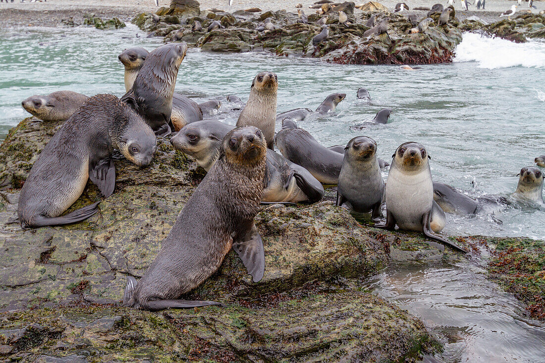 Antarctic fur seal pups (Arctocephalus gazella) playing in Fortuna Bay on South Georgia, Southern Ocean, Polar Regions