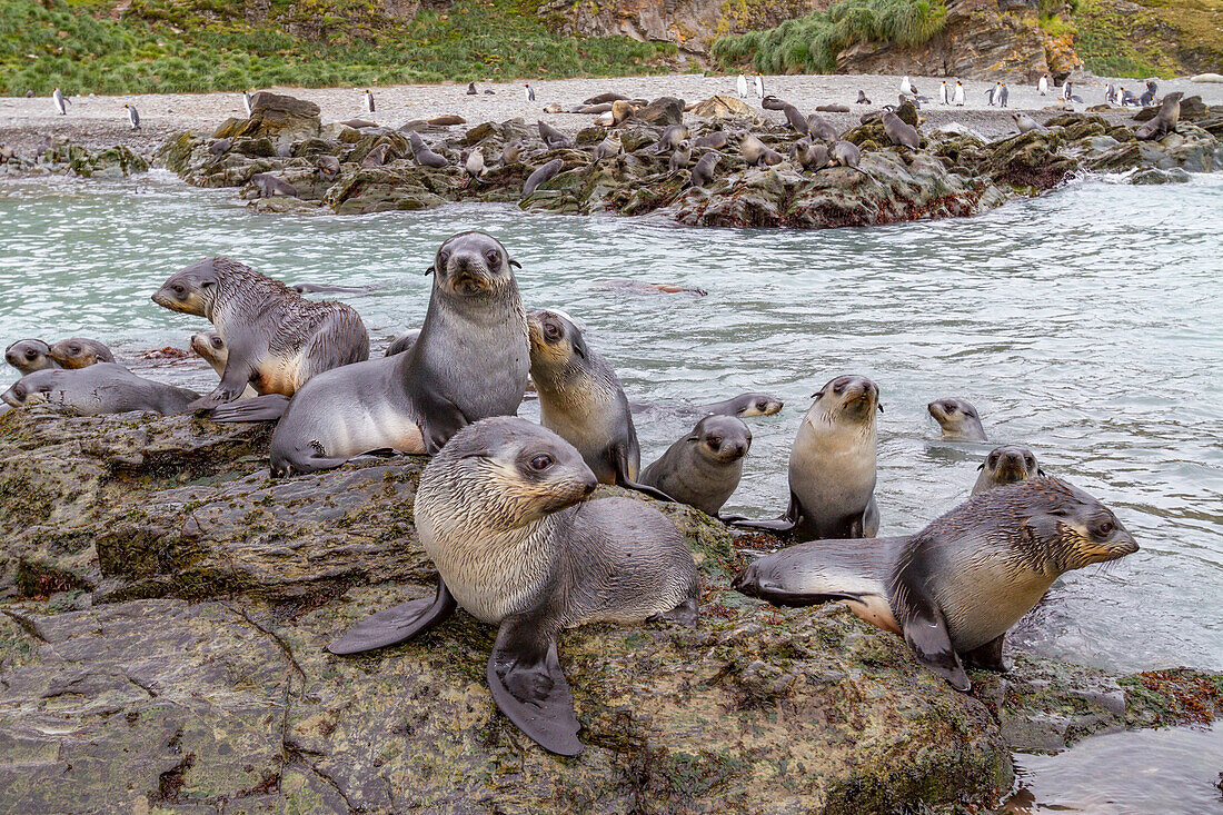 Antarctic fur seal pups (Arctocephalus gazella) playing in Fortuna Bay on South Georgia, Southern Ocean, Polar Regions