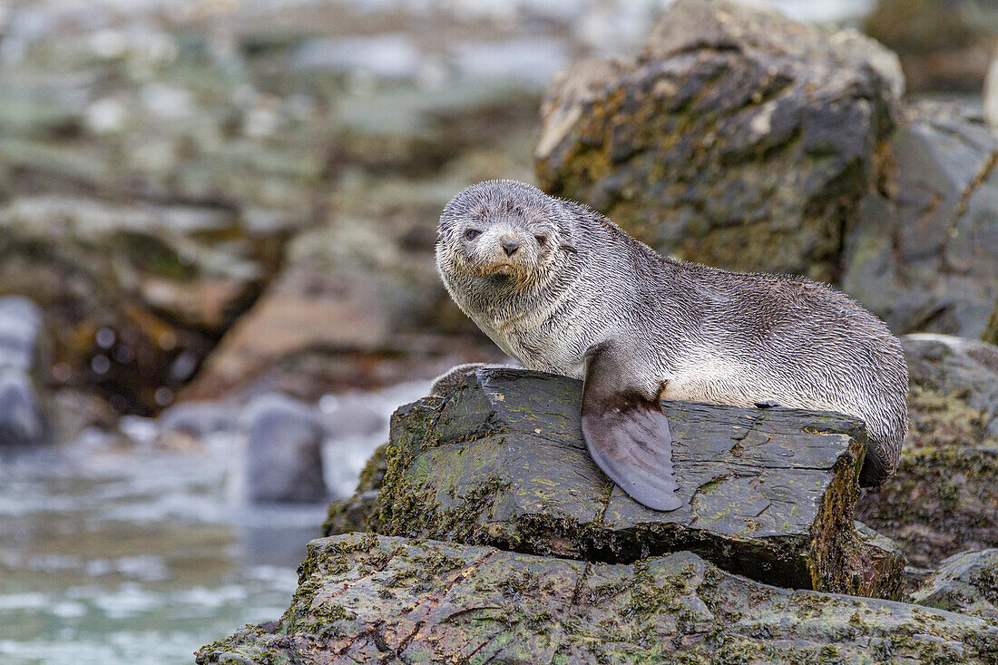 Antarctic fur seal pups (Arctocephalus gazella) playing in Fortuna Bay on South Georgia, Southern Ocean, Polar Regions