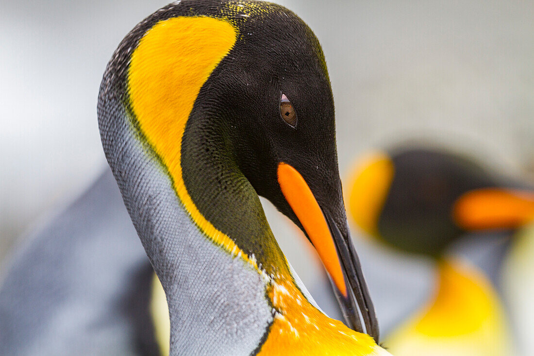 Königspinguin (Aptenodytes patagonicus) Detail in der Brut- und Nistkolonie in der St. Andrews Bay auf Südgeorgien,Südlicher Ozean,Polargebiete