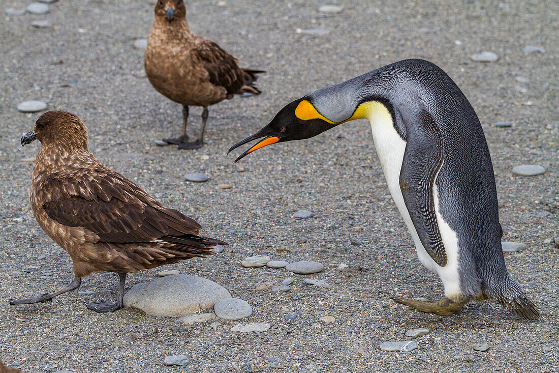 Königspinguin (Aptenodytes patagonicus) mit Skua in der Brut- und Nistkolonie in der St. Andrews Bay auf Südgeorgien,Südlicher Ozean,Polargebiete