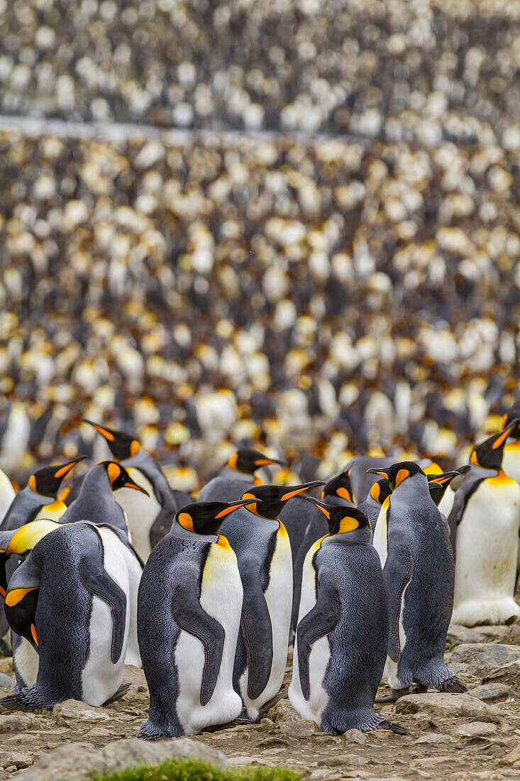 King penguin (Aptenodytes patagonicus) breeding and nesting colony at St. Andrews Bay on South Georgia, Southern Ocean, Polar Regions