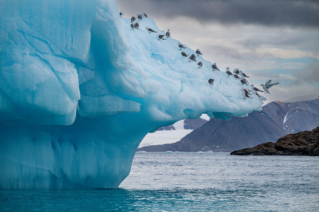 Arctic birds on an Iceberg on Belcher island, Devon island, Nunavut, Canadian Arctic, Canada, North America