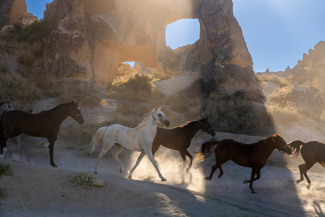 Pferde beim Laufen mit Felsformationen im Hintergrund,Goreme,Kappadokien,Anatolien,Türkei,Kleinasien,Asien