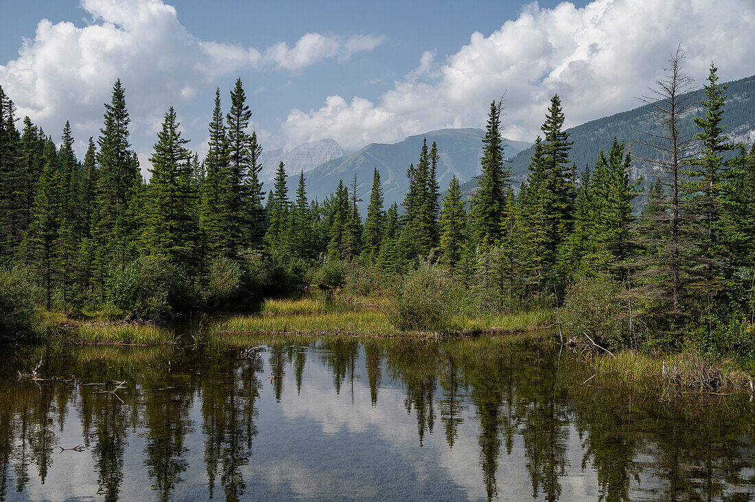 Spiegelungen im Trout Pond in der Nähe des Picklejar Creek,Kananaskis Country,Alberta,Kanadische Rockies,Kanada,Nordamerika