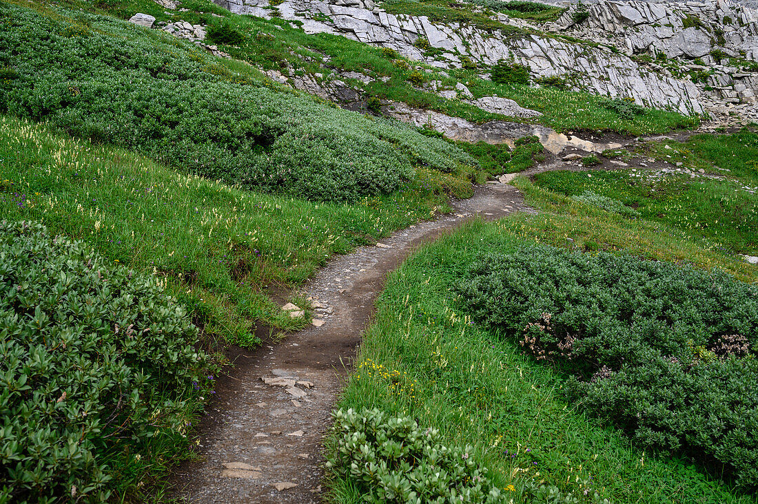 Alpine Wildblumenwiesen entlang des Ptarmigan Cirque Trail im Sommer,Kananaskis Country,Alberta,Kanadische Rocky Mountains,Kanada,Nordamerika