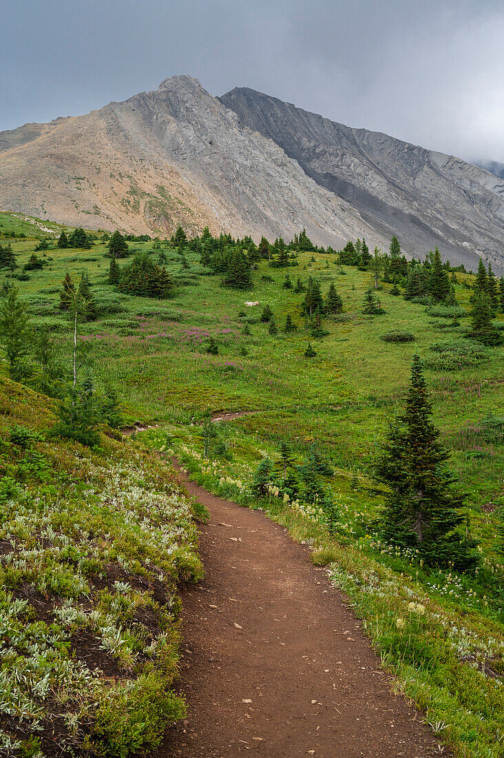 Alpine wildflower meadows along the Ptarmigan Cirque Trail in summer, Mount Rae, Kananaskis Country, Alberta, Canadian Rockies, Canada, North America