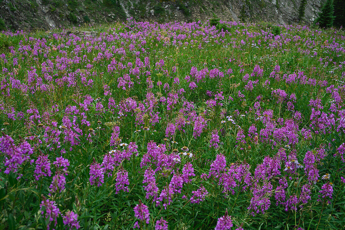 Alpine wildflower meadows with fireweed (Chamaenerion angustifolium) along the Ptarmigan Cirque Trail in summer, Kananaskis Country, Alberta, Canadian Rockies, Canada, North America