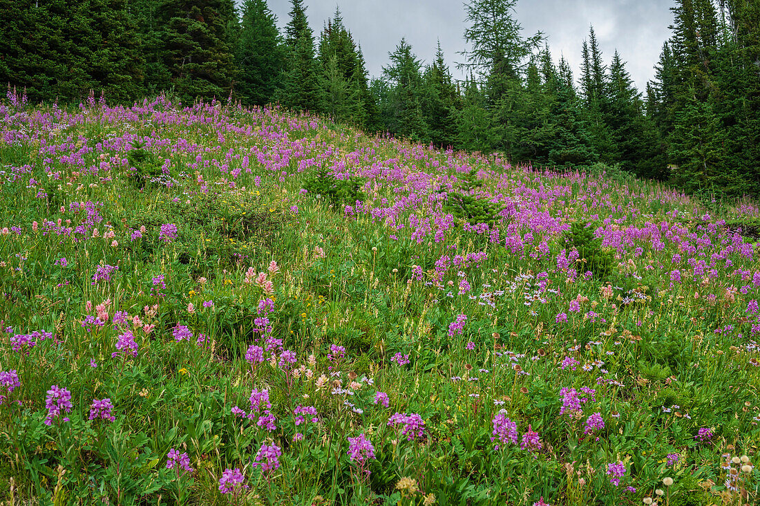 Alpine wildflower meadows with fireweed (Chamaenerion angustifolium) along the Ptarmigan Cirque Trail in summer, Kananaskis Country, Alberta, Canadian Rockies, Canada, North America