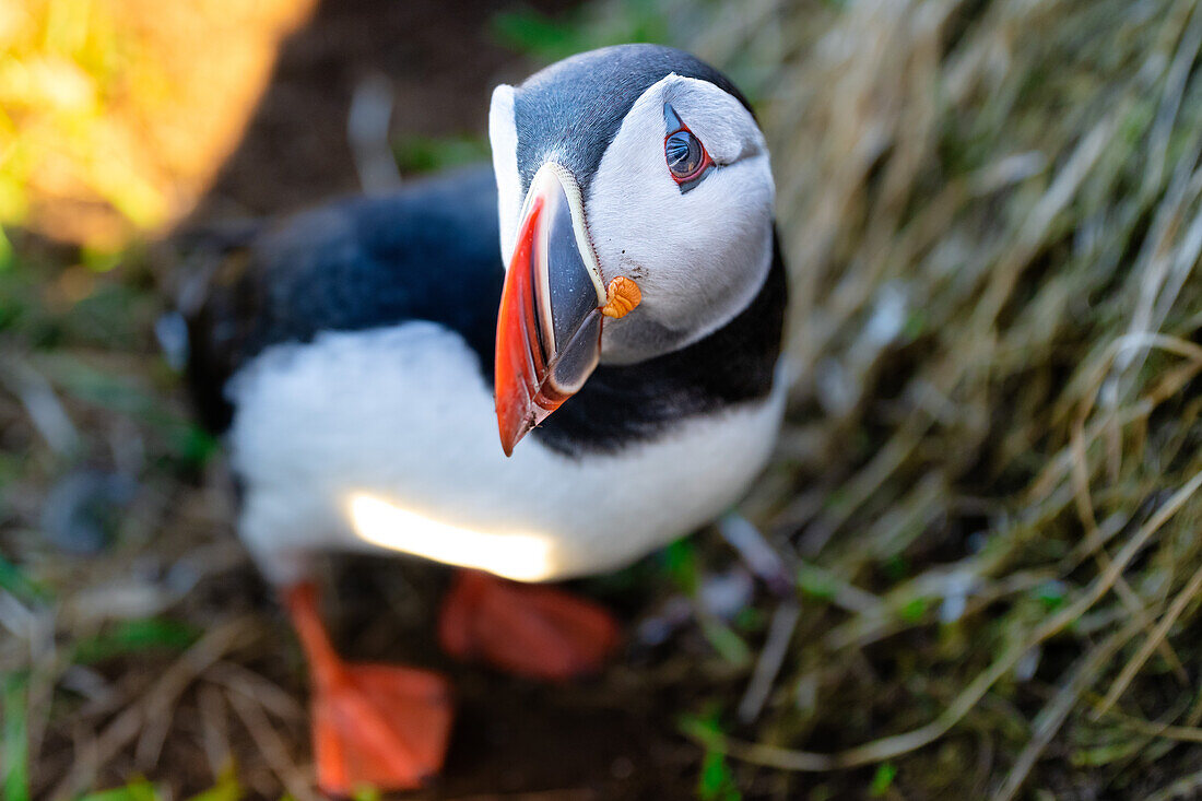 An Atlantic Puffin (Fratercula arctica), in Borgarfjaroarhofn, Iceland, Polar Regions