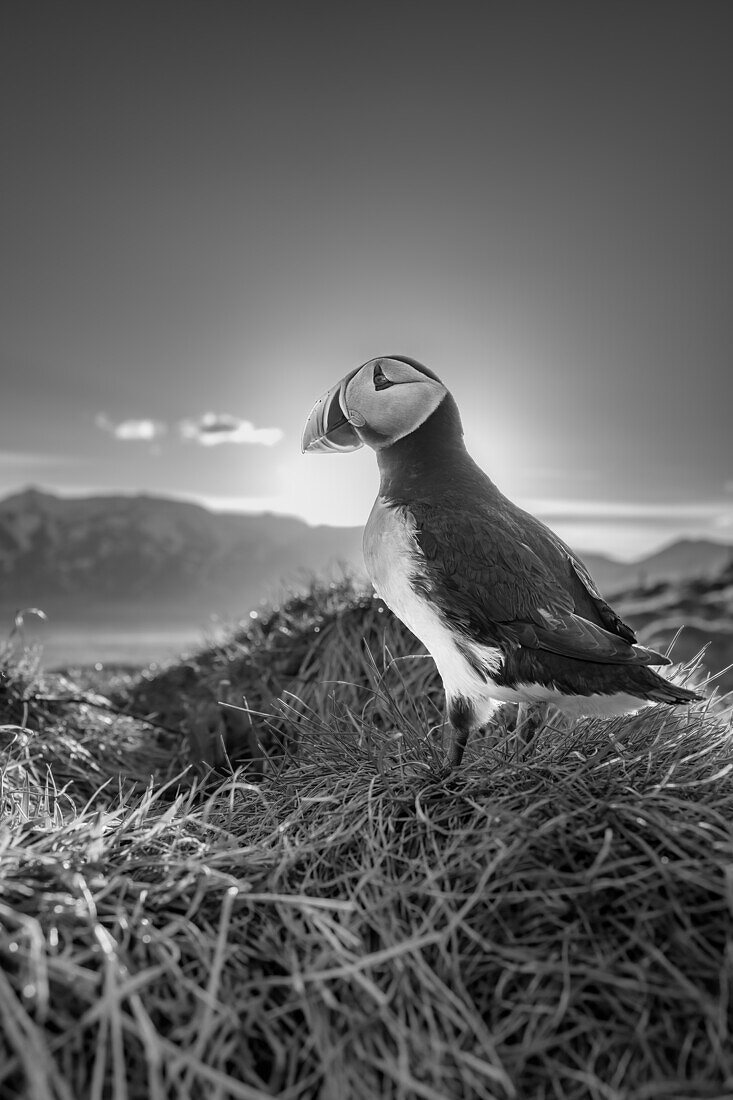 Schwarz-Weiß-Bild eines Papageientauchers (Fratercula arctica),bei Sonnenuntergang in Borgarfjaroarhofn,Island,Polargebiete