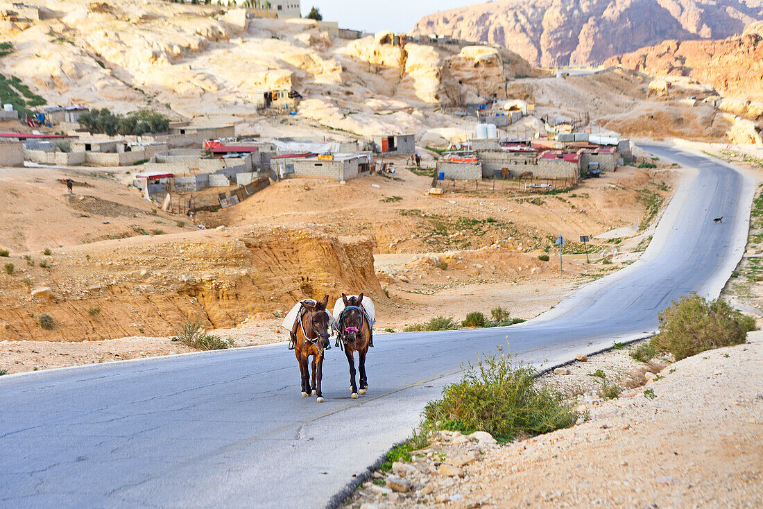 Two mules on the road leading to Petra, Jordan, Middle East