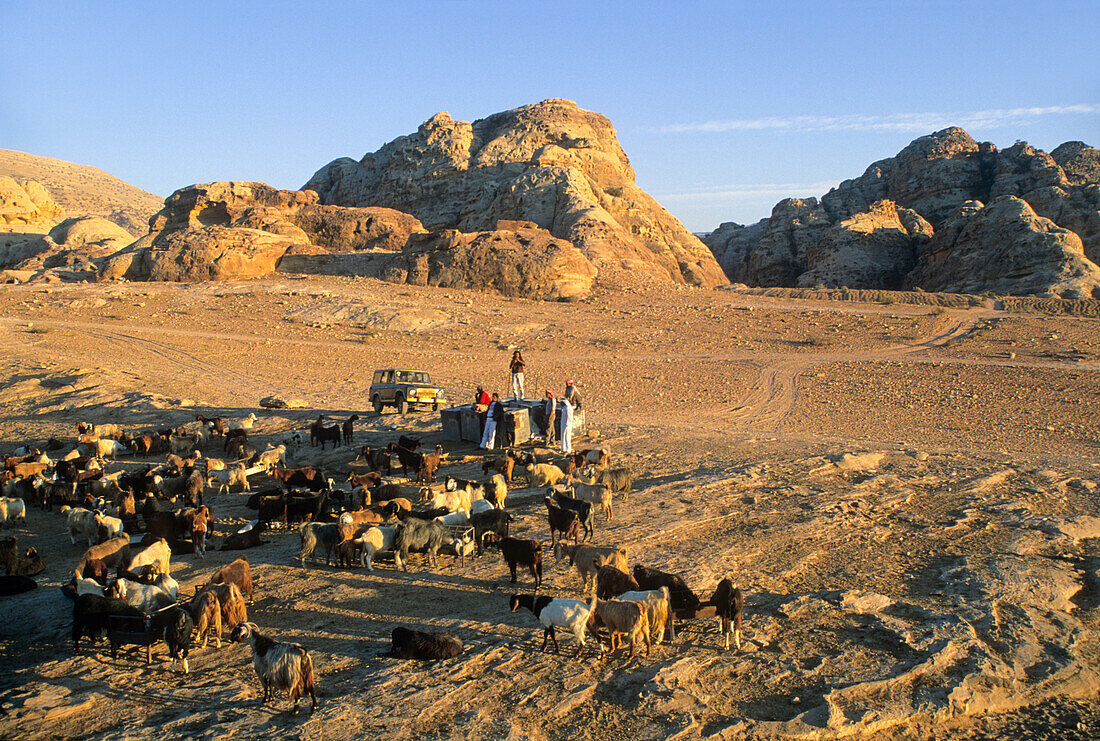 Ziegenherde in der Umgebung von Petra,Jordanien,Naher Osten