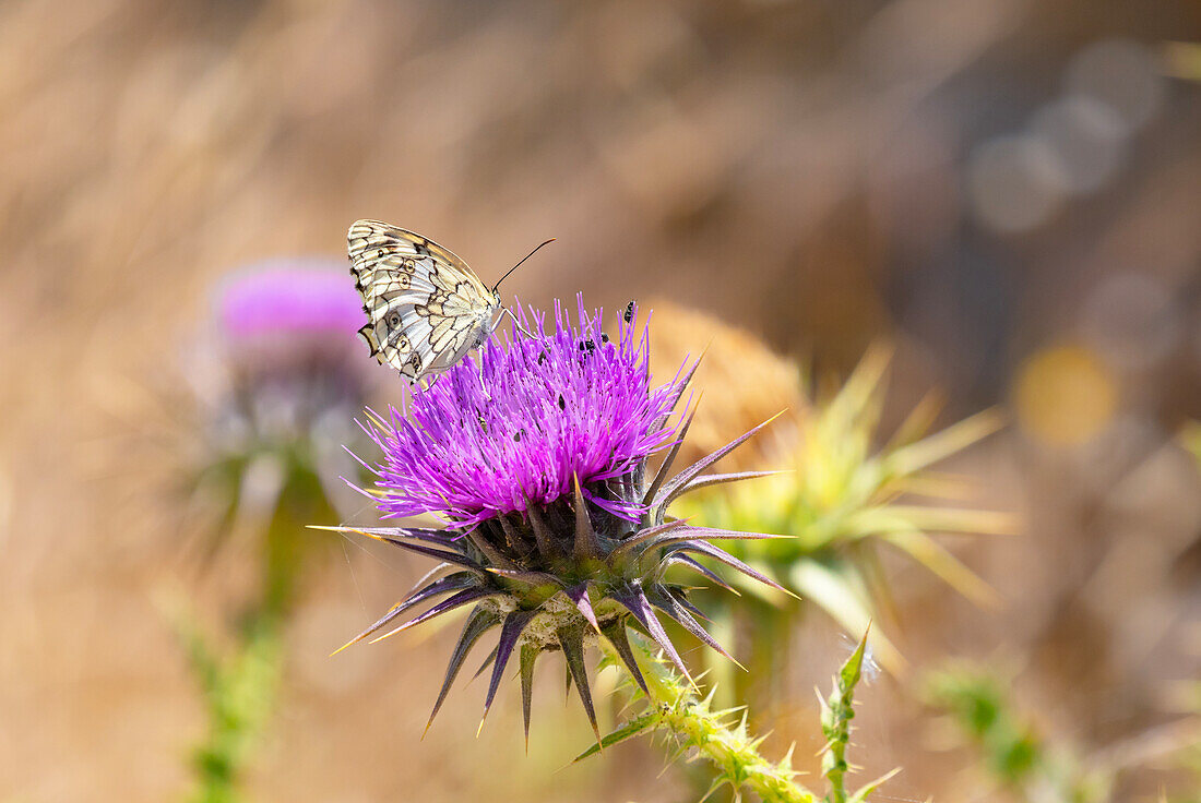 A Balkan marbled white (Melanargia larissa) butterfly on flower, Serifos Island, Cyclades, Greek Islands, Greece, Europe