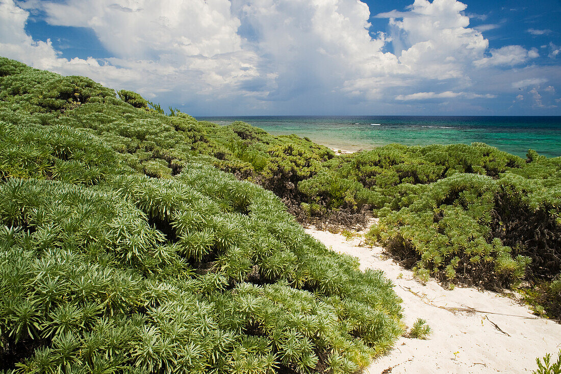 Aromatische Salvia marina,Punta El Holondes,Nationalpark und Biosphärenreservat Halbinsel Guanahacabibes,Pinar del Rio,Kuba,Westindien,Karibik,Mittelamerika