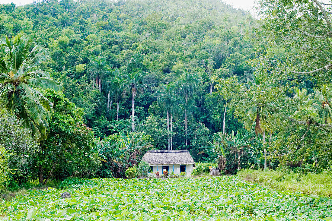 Typical cottage, boho and farmstead, Pan de Azucar, Vinales National Park, UNESCO World Heritage Site, Pinar del Rio, Cuba, West Indies, Caribbean, Central America