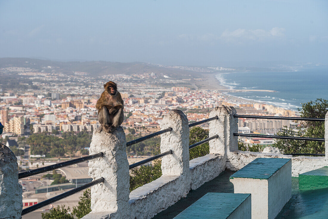 Barbary macaque monkey of Gibraltar in front of the skyline, Gibraltar, Europe