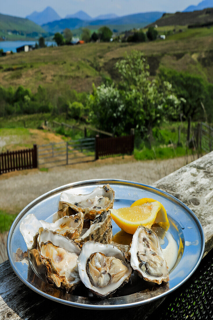 Fresh oysters, shucked and ready to eat at The Oyster Shed in Carbost with the Cuillin Hills beyond, The Oyster Shed, Carbost Beag, Loch Harport, Skye, Inner Hebrides, Scotland, United Kingdom, Europe