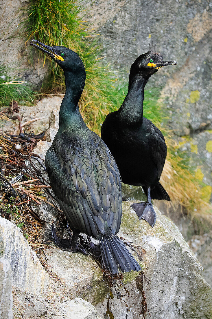 Ein brütendes Paar Krähenscharben (Gulosus aristotelis) bei ihrem Nest auf den Klippen der Braes-Halbinsel,ein Vogel der Roten Liste,The Braes,Portree,Skye,Innere Hebriden,Schottland,Vereinigtes Königreich,Europa