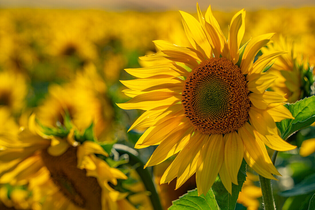 Blick auf Sonnenblumen in den Barlow Sunflower Fields,Barlow,Derbyshire,England,Vereinigtes Königreich,Europa