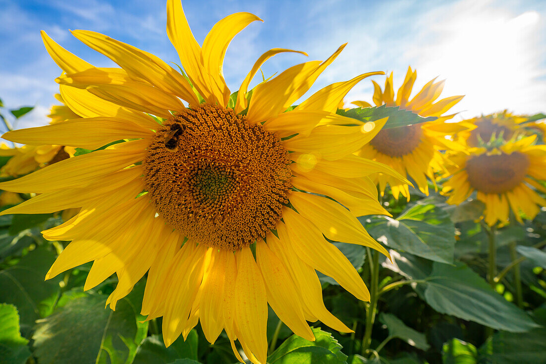 View of sunflowers at Barlow Sunflower Fields, Barlow, Derbyshire, England, United Kingdom, Europe