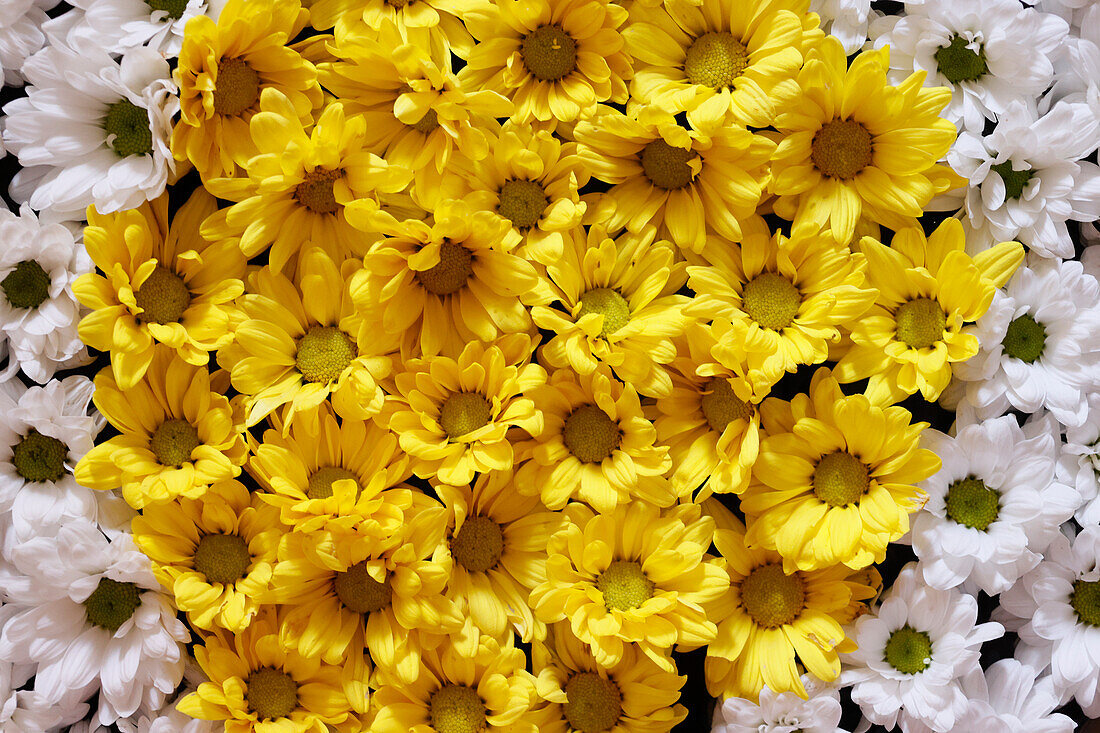 Weiße und gelbe Blumen in einer Schale,Blumenschmuck,Yogyakarta,Java,Indonesien,Südostasien,Asien,Asien